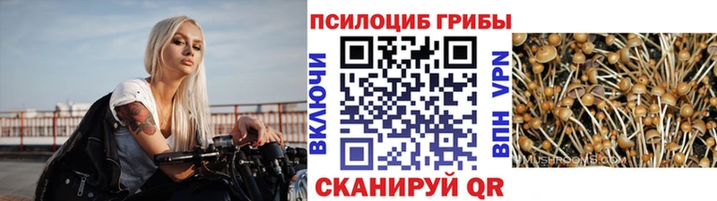 магазин продажи   Котельники  Псилоцибиновые грибы Psilocybine cubensis 